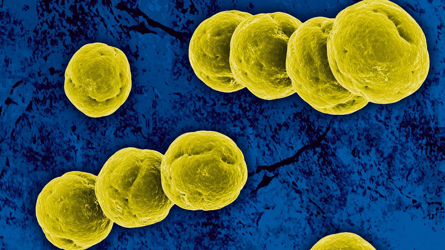Enterococci